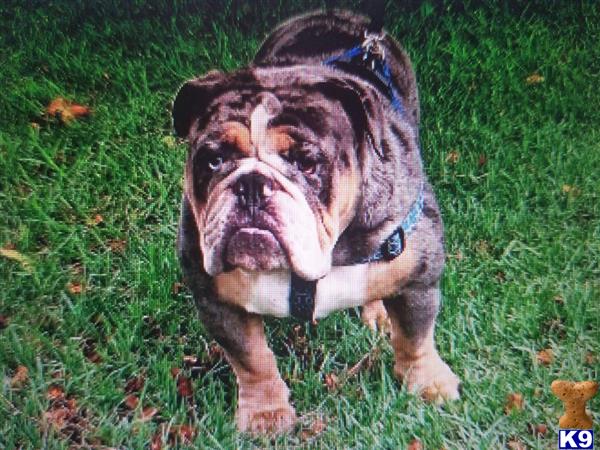 Kris English Bulldogs Picture 3